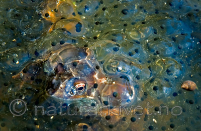 BB 05 0082 / Rana temporaria / Buttsnutefrosk